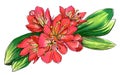 Decorative red tropical flower Clivia miniata in blossom. Botanical illustration. Royalty Free Stock Photo