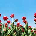 Decorative red tulips on flowerbed on blue sky