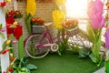 decorative retro bicycle with a bunch of beautiful colorful tulips flowers in the basket Royalty Free Stock Photo