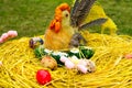 Decorative rooster prepared for Easter decoration