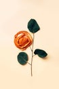 Decorative rose from dry spiral cut of orange peel and plant branch with leaves Royalty Free Stock Photo