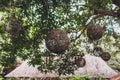 Decorative round wicker lanterns hanging in garden, modern style