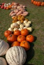 Decorative row display with pumpkins, gourds and squash of different varieties from the fresh harvest on garden grass ground Royalty Free Stock Photo