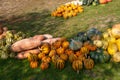 Decorative row display with pumpkins and squash of different varieties from the fresh harvest Royalty Free Stock Photo