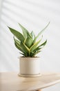 Decorative sansevieria plant