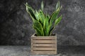 Decorative sansevieria plant on grey table