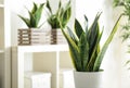 Decorative sansevieria plant in interior of room Royalty Free Stock Photo