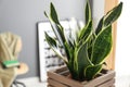 Decorative sansevieria plant in room, closeup