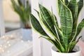 Decorative sansevieria plant in room, closeup Royalty Free Stock Photo