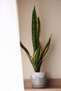 Decorative Sansevieria Plant In Room Royalty Free Stock Photo