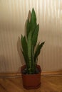 Decorative sansevieria plant in room Royalty Free Stock Photo