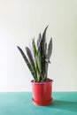 Decorative sansevieria in room interior Royalty Free Stock Photo