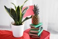 Decorative sansevieria plant on sofa in room Royalty Free Stock Photo