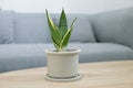 Decorative sansevieria plant on wooden table