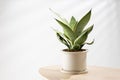 Decorative sansevieria plant Royalty Free Stock Photo