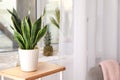 Decorative sansevieria plant on wooden table in room Royalty Free Stock Photo