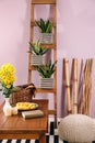 Decorative sansevieria plants in interior of room Royalty Free Stock Photo