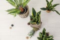 Decorative sansevieria plants with pineapple on floor Royalty Free Stock Photo