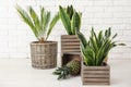 Decorative sansevieria plants with pineapple on floor near brick wall Royalty Free Stock Photo