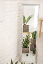 Decorative sansevieria plants reflecting in mirror Royalty Free Stock Photo