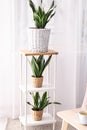 Decorative sansevieria plants on shelving in room Royalty Free Stock Photo