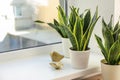 Decorative sansevieria plants on windowsill