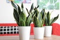 Decorative sansevieria plants on wooden table in room Royalty Free Stock Photo