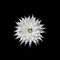 Decorative satin white silk decoration element isolated on a black background Royalty Free Stock Photo