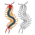 Decorative scolopendra, dangerous poisonous insect, predator