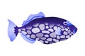 Decorative sea or aquarium fish on white background. Freshwater or saldwater aquarium cartoon fish. Variet of ornamental Royalty Free Stock Photo