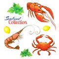 Decorative seafood set. realistic sketched prawn or shrimp, lobster, crayfish and crab with lemon and bunch of parsley Royalty Free Stock Photo