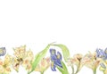 Decorative seamless stripe of watercolor pastel yellow and blue iris flower, green leaves drawn by hand. Illustration in Royalty Free Stock Photo