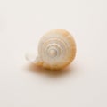 Decorative seashell