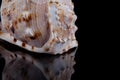 Decorative seashell on a black background