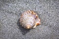 A decorative seashell lies in the sand, beach of the Pacific Ocean, New Zealand Royalty Free Stock Photo