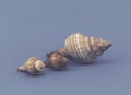 Decorative seashells on blue background