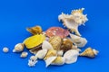 Decorative seashells on blue background