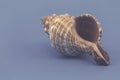 Decorative seashells on blue background