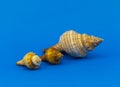 Decorative seashells on blue background