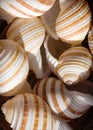 Decorative seashells