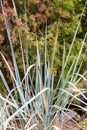 Decorative sedge on natural green and brown background. Ornamental grass in the garden Royalty Free Stock Photo