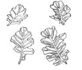 Decorative set vector ink drawing oak leaves with streaky