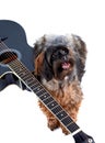 Decorative shaggy doggie and black guitar. Royalty Free Stock Photo