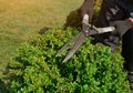 Decorative shearing of shrubs with pruning shears