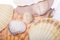 Decorative Shells