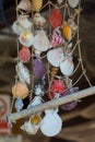 Decorative shells sardinia at summer