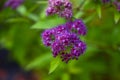 Decorative shrub pink spirea in a flower bed in the city