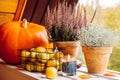 Decorative Silver color Cushion bush, Calocephalus brownii or Leucophyta and heather flowers as autumn home decoration element.