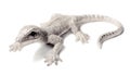 Decorative silver lizzard Royalty Free Stock Photo