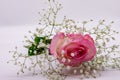 Decorative single pink rose on a white background.